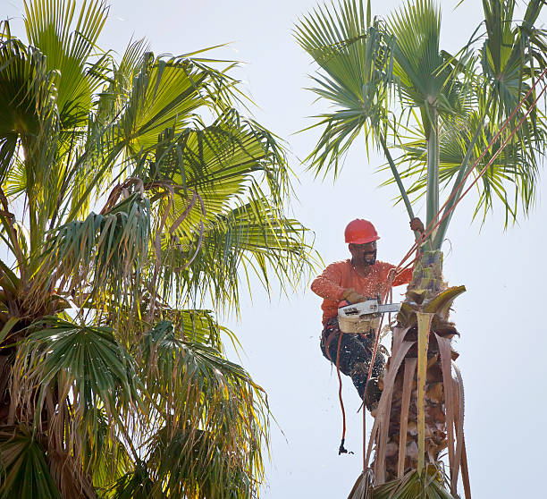 The Steps Involved in Our Tree Care Process in Ronan, MT